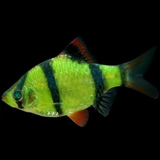 熒光綠虎皮魚 (Puntius tetrazona)