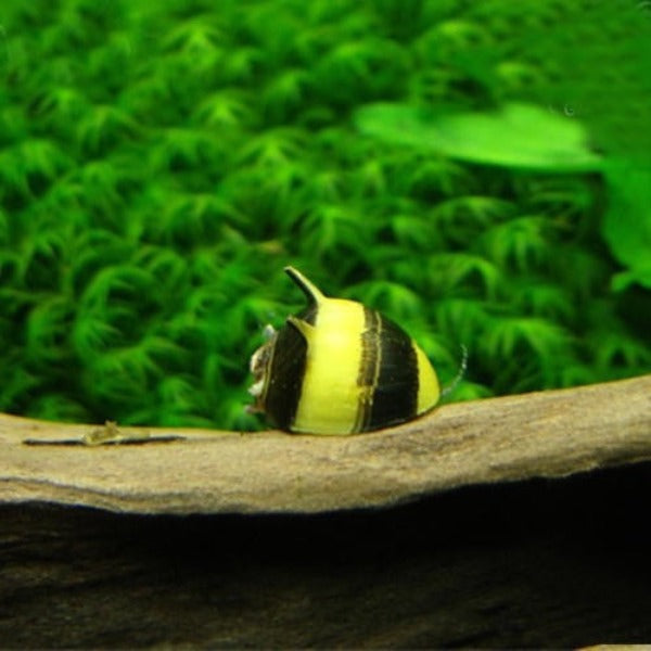 蜜蜂角螺-螺中明星 Beehorn snail（Clithon sp. ）