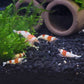 Red and white Crystal Shrimp (Caridina serrata var.) × 5 pieces