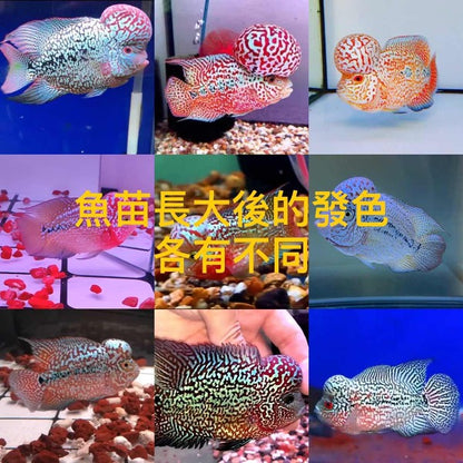 泰國金花羅漢魚-泰國進口 Kamfa Flowerhorn（Cichlasoma sp.）