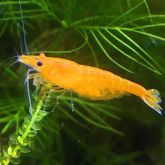 Sunkist shrimp (Neocaridina heteropoda 'Sunkist') × 10 pieces
