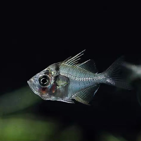 玻璃拉拉 Indian glassfish （Parambassis ranga）
