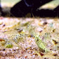 蘇拉威西奶油紅線蘇蝦 （Caridina spongicola ）×5隻