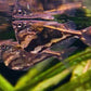 雲石燕子 /雲石斧魚 Marbled hatchetfish ( Carnegiella vesca )