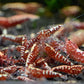 紅銀河魚骨蝦 Red bee shrimp ( Caridina serrata var. )×5隻