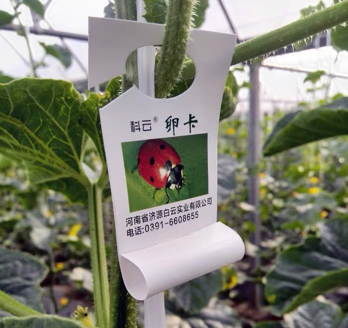 Ladybug Egg Card, Scale Insect, Aphid Natural Enemy, Aphid Scale Insect Elimination, Biological and Organic Control