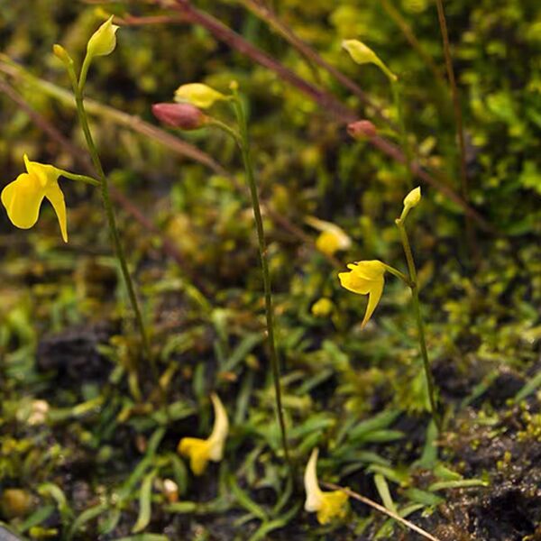 狸藻 Utricularia scandens subsp. firmula