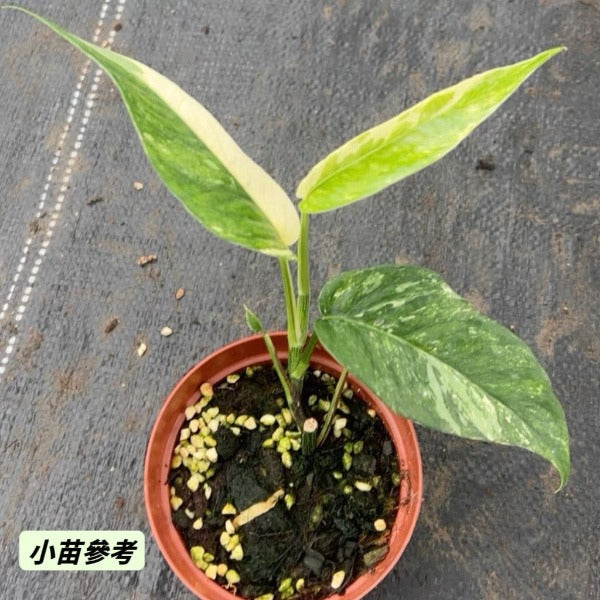 白錦麒麟尾（ Epipremnum pinnatum albo-var. ）
