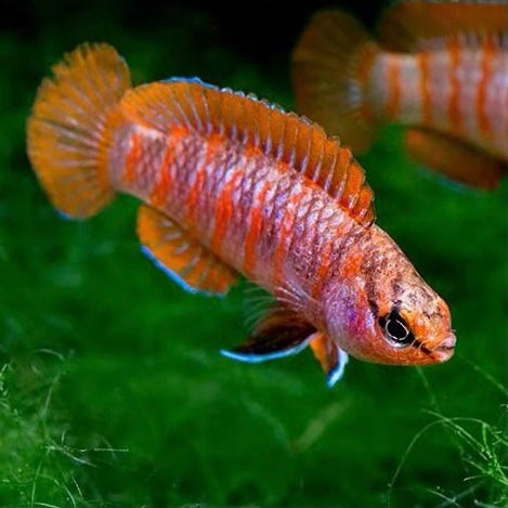火焰變色龍 Chameleon Fish ( Badis sp )