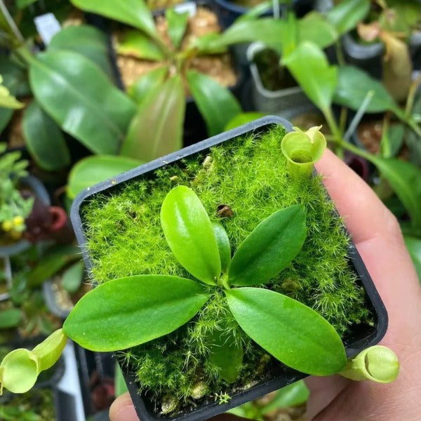 正宗風鈴豬籠草 / 非雜交種 ( Nepenthes campanulata )