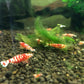 Red Tiger Crystal/Red Tiger Crystal Shrimp (Cantonensis sp. "Tiger") × 5 pieces