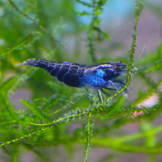 藍寶石米蝦 （ Neocaridina Davidi  ）×10隻