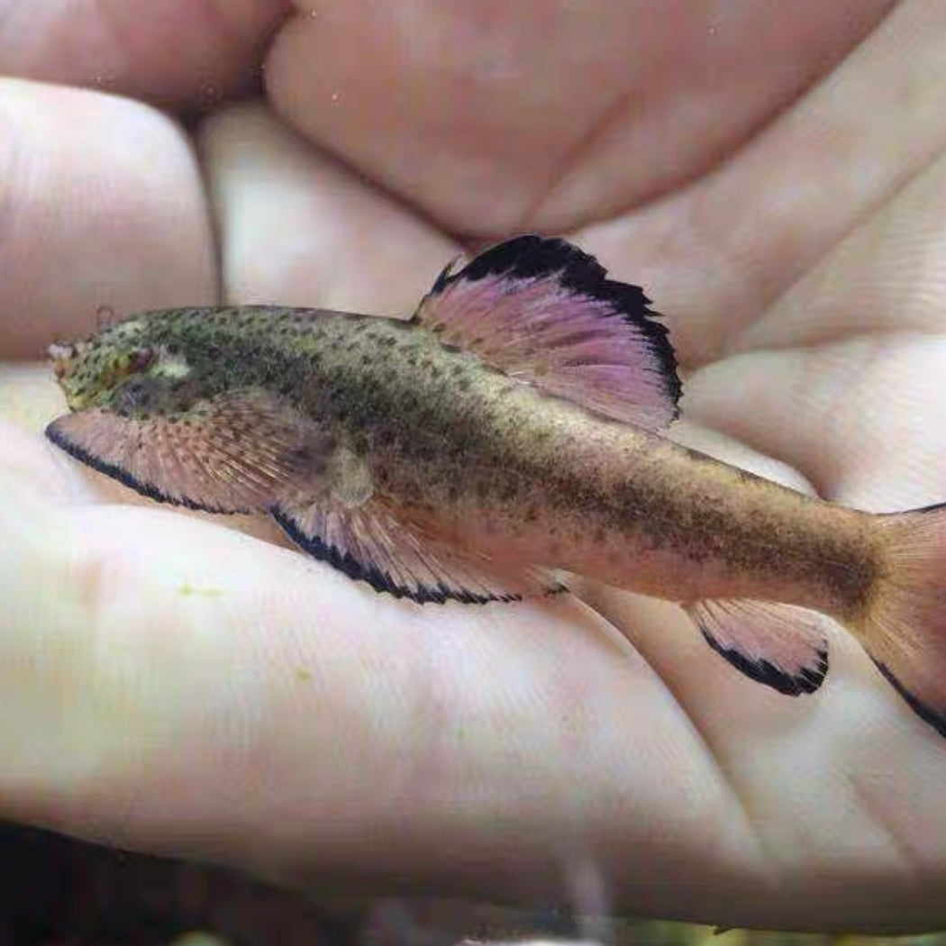紫鰭吸鰍 ( Pseudogastromyzon laticeps ) - 森流 GreenFlow - 動植物造景專門店