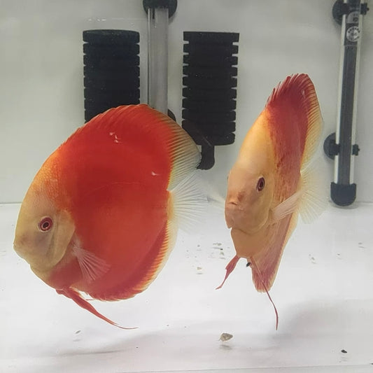 紅金鑽 / 紅妃七彩神仙魚 （ Symphysodon aequifasciatus ）