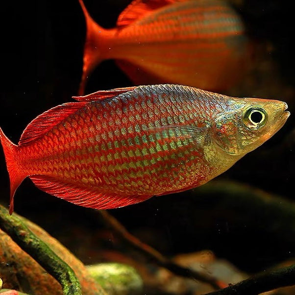 鴿子美人 Splendid Rainbowfish （ Chilatherina bleheri ）