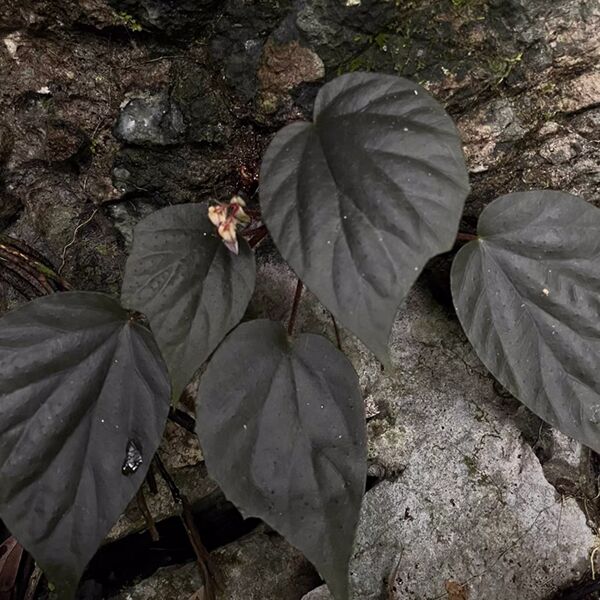 烏葉秋海棠（ Begonia ornithophylla ）