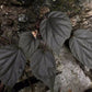Begonia ornithophylla