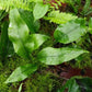 峨眉盾蕨/三角葉盾蕨 Neolepisorus ovatus sp (Green) (Reflected)