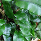峨眉盾蕨/三角葉盾蕨 Neolepisorus ovatus sp (Green) (Reflected)