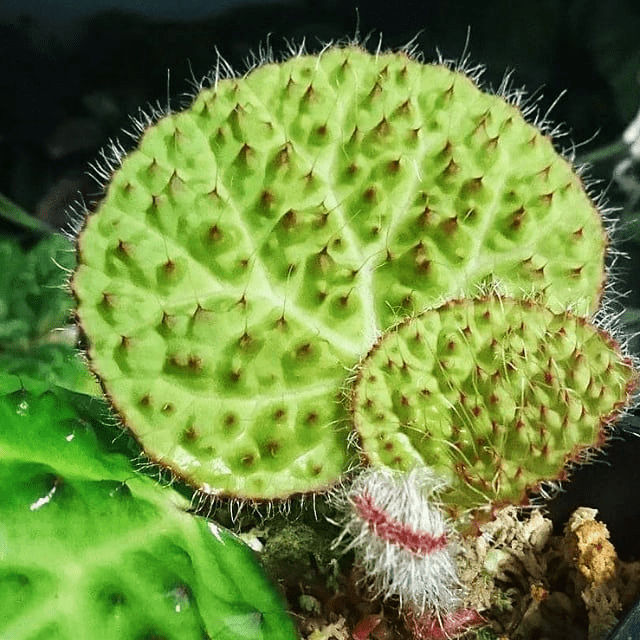納杭秋海棠 Begonia nahangensis