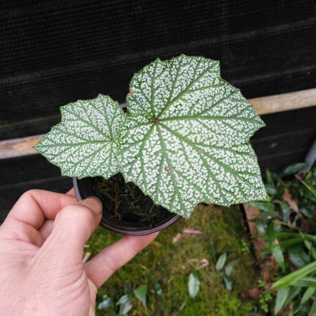 變色細銀葉秋海棠 Begonia sp. silver leaf