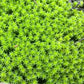 砂蘚 Racomitrium Moss ( Racomitrium canescens )