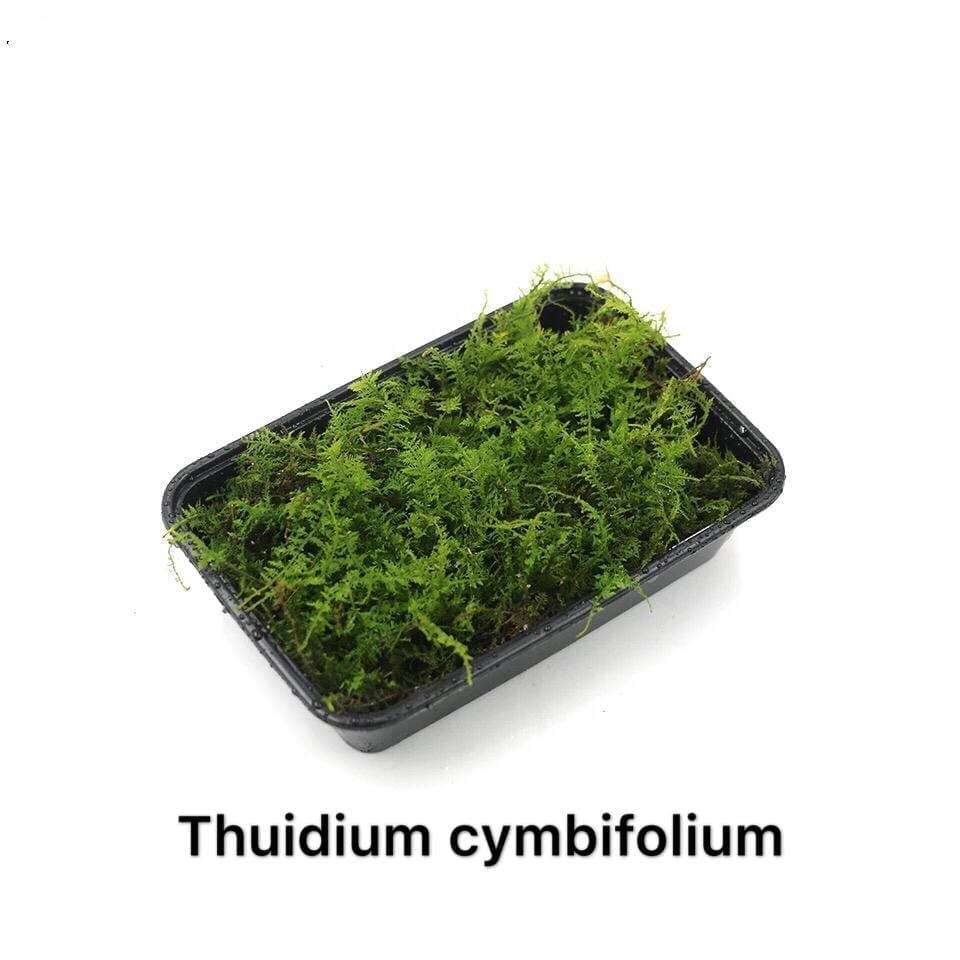 大羽蘚 Cymbifolium Thuidium ( Thuidium cymbifolium )