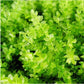 緣邊走燈蘚 Plagiomnium Moss (Plagiomnium acutum)