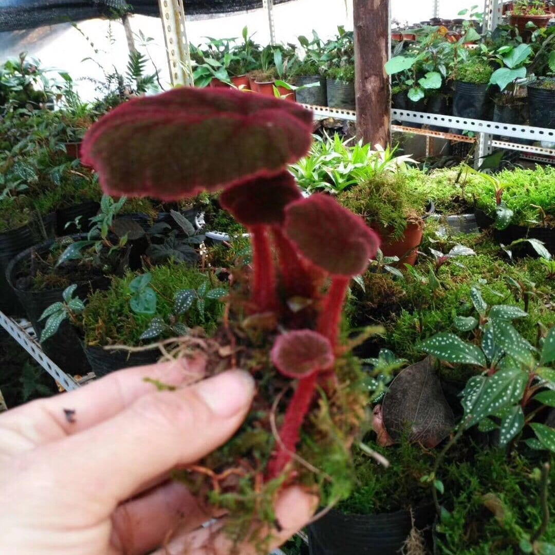 變色秋海棠 Begonia versicolor 'Balck&Red'