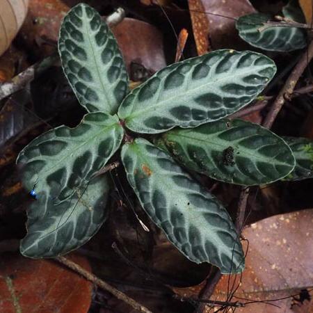苦苣苔 Gesneriaceae sp ( Borneo )