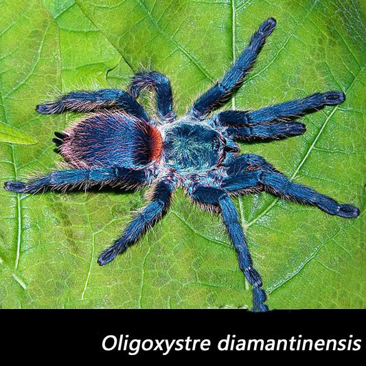 Brazilian Blue Dwarf Tarantula (Oligoxystre diamantinensis)