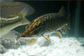 白斑狗魚