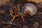 溝紋硬皮地蛛 Orange Purse Web Spider (Calommata signata)