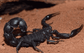 黑粗尾蠍 Black Thick-Tail Scorpion (Parabuthus transvaalicus)