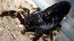 黑粗尾蠍 Black Thick-Tail Scorpion (Parabuthus transvaalicus)