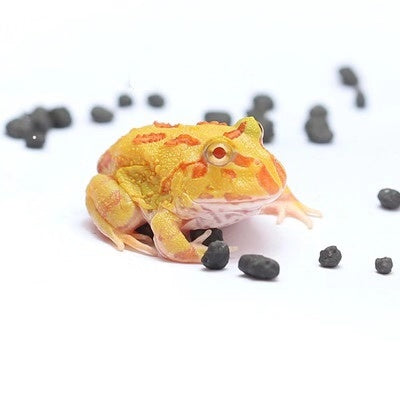 黃金角蛙 Albino Pacman Frog (Ceratophrys cranwelli)