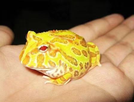 黃金角蛙 Albino Pacman Frog (Ceratophrys cranwelli)