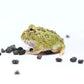 綠角蛙 Green Pacman Frog (Ceratophrys cranwelli)