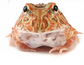 原色角蛙 Brown Pacman Frog (Ceratophrys cranwelli)