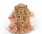原色角蛙 Brown Pacman Frog (Ceratophrys cranwelli)
