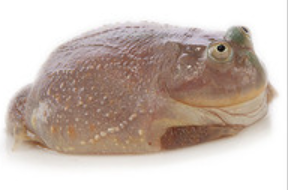 小丑蛙 大口蛙 Budgett's Frog (Lepidobatrachus laevis)