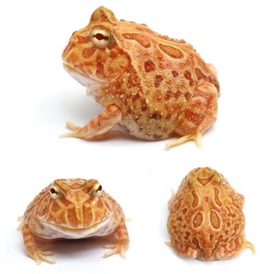 南瓜角蛙 Pumpkin Pacman Frog (Ceratophrys cranwelli)