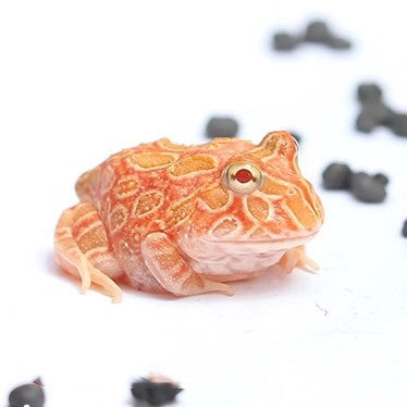 草莓角蛙 Strawberry Pacman Frog (Ceratophrys cranwelli)
