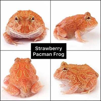 草莓角蛙 Strawberry Pacman Frog (Ceratophrys cranwelli)