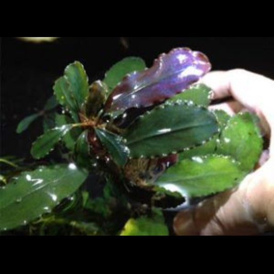 深紫辣椒榕 ( Bucephalandra sp. "Deep purple"Excellent )