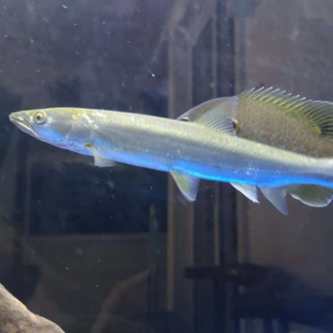 鱤魚 Yellow Cheek Carp (Elopichthys bambusa)