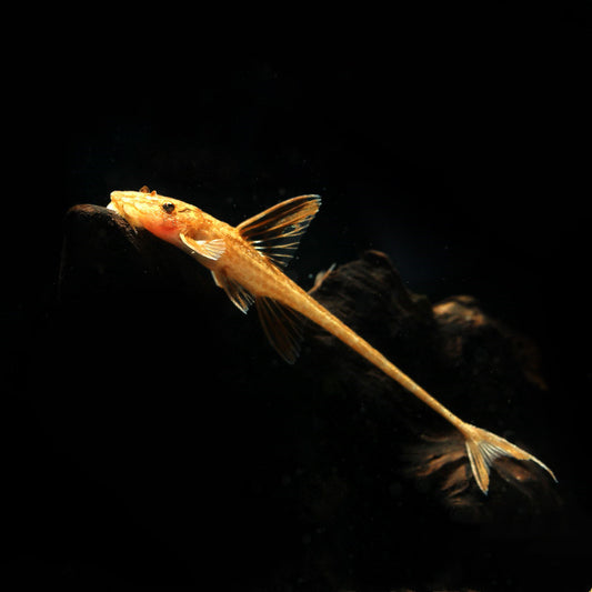 Red Lizard Catfish (Rineloricaria sp.L010A)