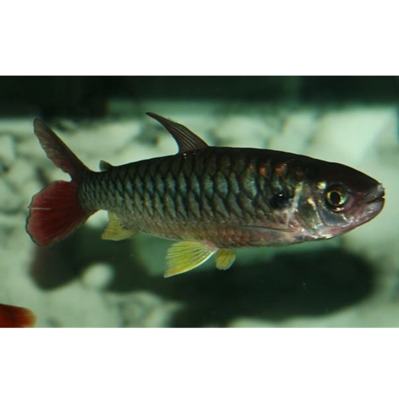 紅尾平克 Tucan Fish (Chalceus erythrurus)