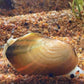 線蚌-鳑鲏繁殖必備 （Schistodesmus lampreyanus）