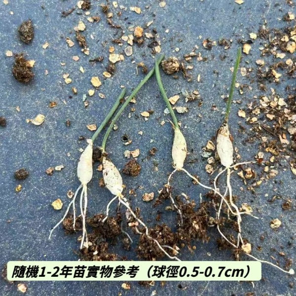 波葉彈簧草 Slug Spring Grass ( Albuca dilucula )
